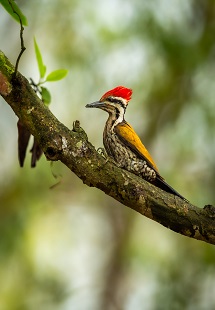 Himalayan Bird Park 